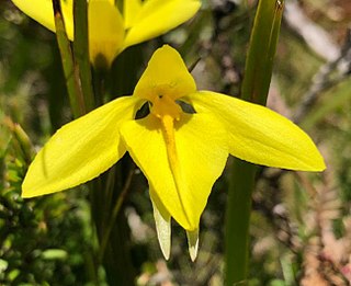 <i>Diuris lanceolata</i> Species of orchid