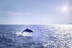 Image 70Bottlenose dolphins are protected under Croatian law with Adriatic Dolphin project as the longest ongoing study of a single resident bottlenose dolphin community in the Mediterranean Sea (from Croatia)
