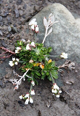 <i>Draba norvegica</i> Species of flowering plant
