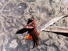 Dracaena draco leaves showing dragon's blood pigment at the base DracaenaDracoLeaves.jpg