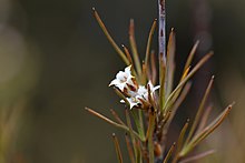 Dracophyllum subulatum 108126615.jpg