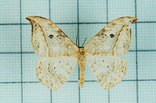 <i>Drepana pallida</i> Species of hook-tip moth