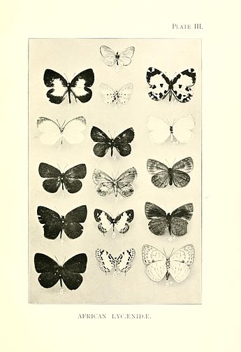 Plate from Hamilton Herbert Druce's Illustrations of African Lycaenidae, figures 1-4: Falcuna, Liptena, Cephetola and Geritola are Poritiinae DruceIllustrationsAfricanLycaenidaePlate3hr.jpg