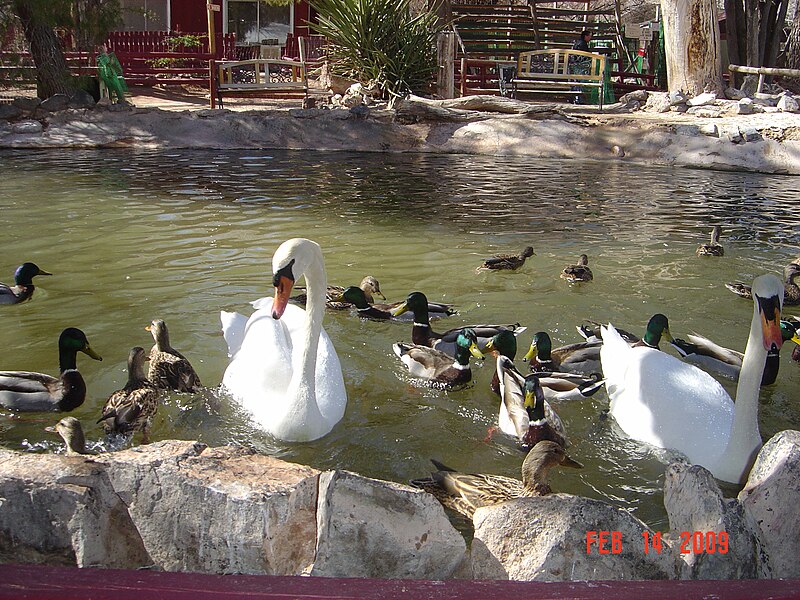 File:Duck pond at Bonnie Springs.jpg