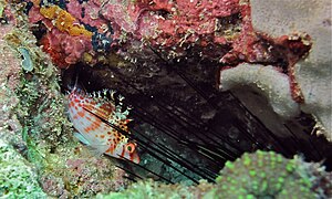 Cirrhitichthys falco (Sabah, Malaisie).