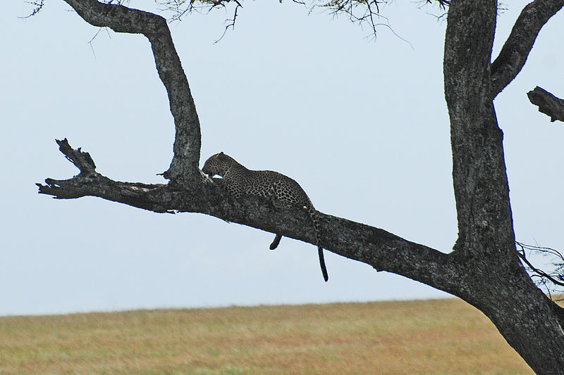 File:Eastern Serengeti 2012 06 01 3328 (7522724894).jpg