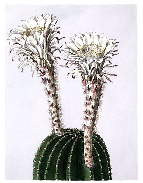 File:Echinopsis eyriesii BlKakteenT72.jpg