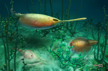 Restoration of Rhegmaspis, Dongfangaspis, and Nanningaspis Ecological restoration of galeapids.png