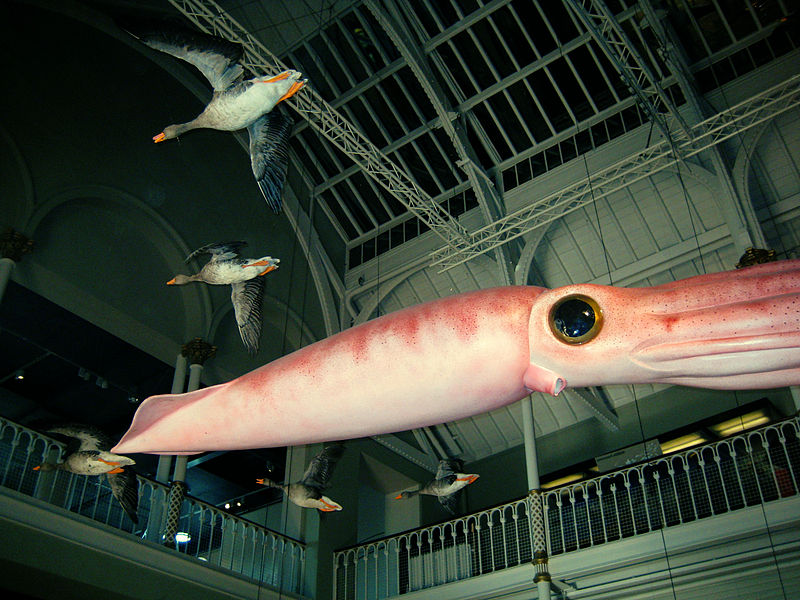 File:Edinburgh Museum squiddy (5987969241).jpg