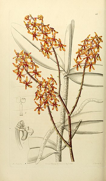 File:Edwards' botanical register, or, Ornamental flower-garden and shrubbery .. (1829-1847) (20988331669).jpg
