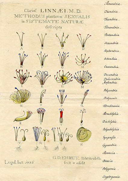 File:Ehret-Methodus Plantarum Sexualis-original.jpg