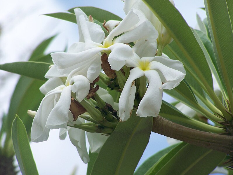 File:Ein Gedi Botanical Gardens018.jpg