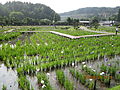 永澤寺ぼたん園 (28)