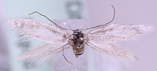 <i>Elachista chionella</i> Species of moth