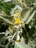 Miniatura para Elaeagnus angustifolia