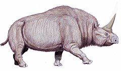 Elasmotherium sib1225.jpg