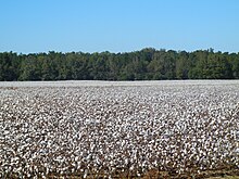 Panoramic view of one of many cotton fields surrounding the town and nearby areas Elko cotton field 4.JPG