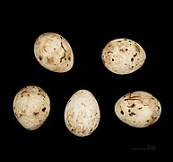 Emberiza sulphurata (Yellow Bunting) egg