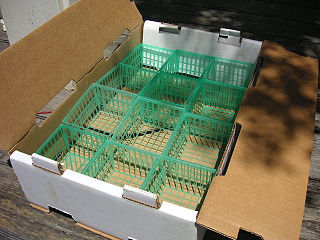 <span class="mw-page-title-main">Punnet</span> Small box or square basket for fruits and vegetables