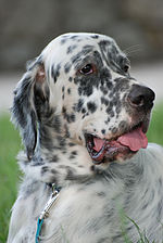 english setter lab mix