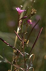 Thumbnail for Epilobium oreganum