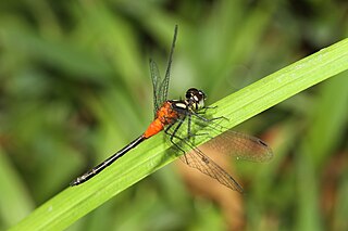 <i>Epithemis mariae</i> Species of dragonfly