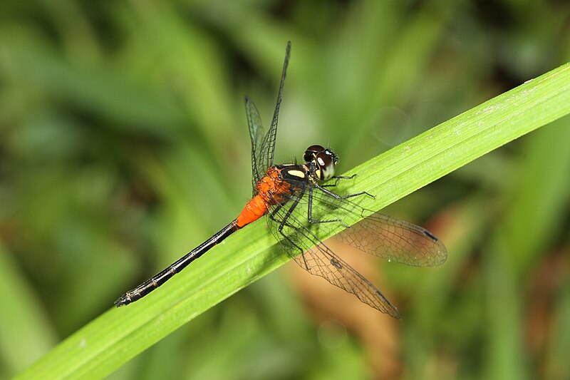 File:Epithemis mariae - Davidraju 2059.jpg