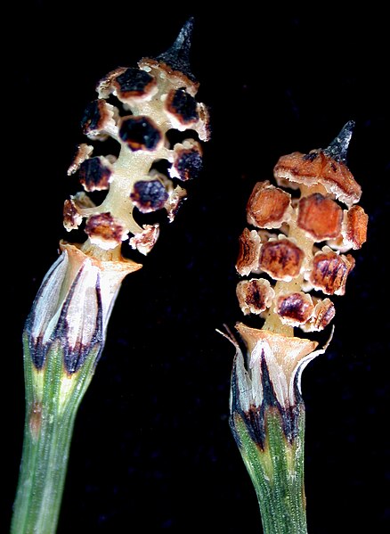 File:Equisetum variegatum 15-p.bot-equi.varie-20.jpg