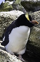 aves De Argentina