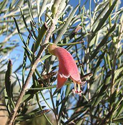 Description de l'image Eremophila oppositifolia.jpg.