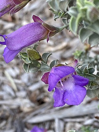 <i>Eremophila rotundifolia</i> Species of plant