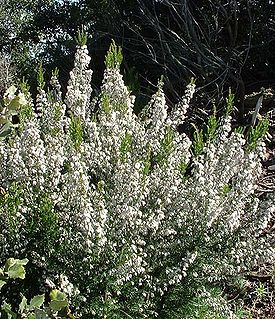 Erica arborea Vista general de la planta con flores