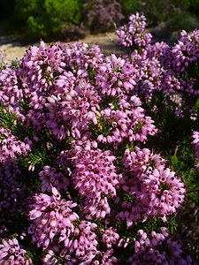 Erica multiflora Flowers