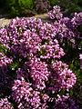 Erica multiflora