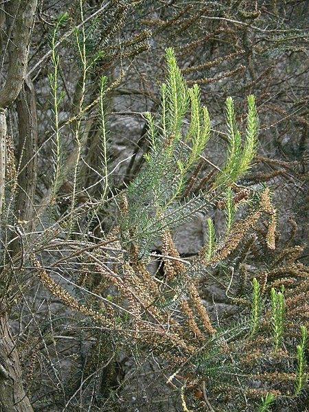 File:Erica scoparia RHu 01.JPG