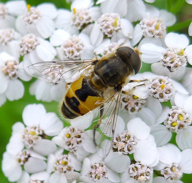 File:Eristalis arbustorum.. Female. Syrphidae - Flickr - gailhampshire.jpg