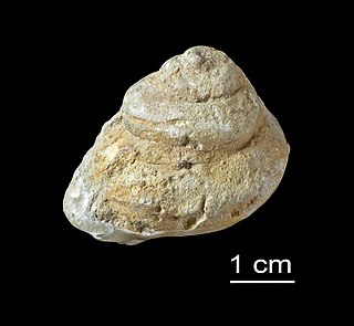 <i>Holopea</i> Extinct genus of gastropods