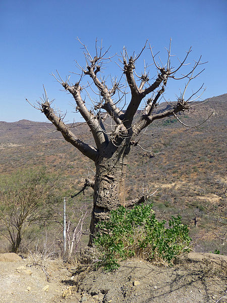 File:Ethiopie-Vallée des baobabs (1).jpg