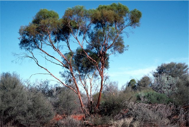 Eucalyptus formanii - Wikipedia