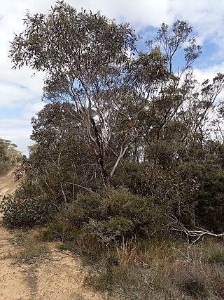 <i>Eucalyptus hebetifolia</i> Species of eucalyptus