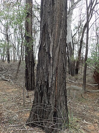 bark Eucalyptus rhombica bark.jpg