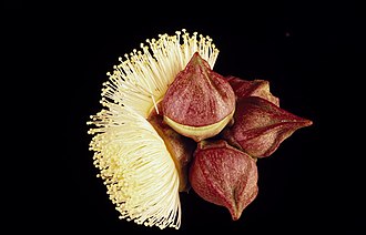 flower buds and flowers Eucalyptus sessilis buds.jpg