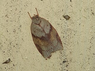 <i>Euchaetis crypsichroa</i> Species of moth