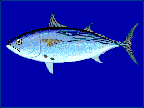 Euthynnus