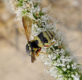 Euodynerus variegatus