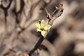 Euphorbia balsamifera