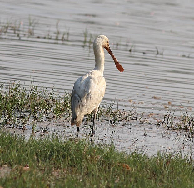 File:Eurasian spoonbill 20.jpg