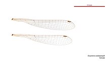 Eurysticta coolawanyah female wings (34695969051).jpg
