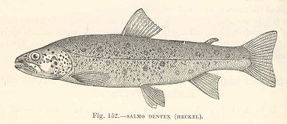 Salmo: Espèces, Voir aussi, Références