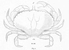 FMIB 51195 Jonah Crab, Krebs borealis, Stimpson;  male.jpeg